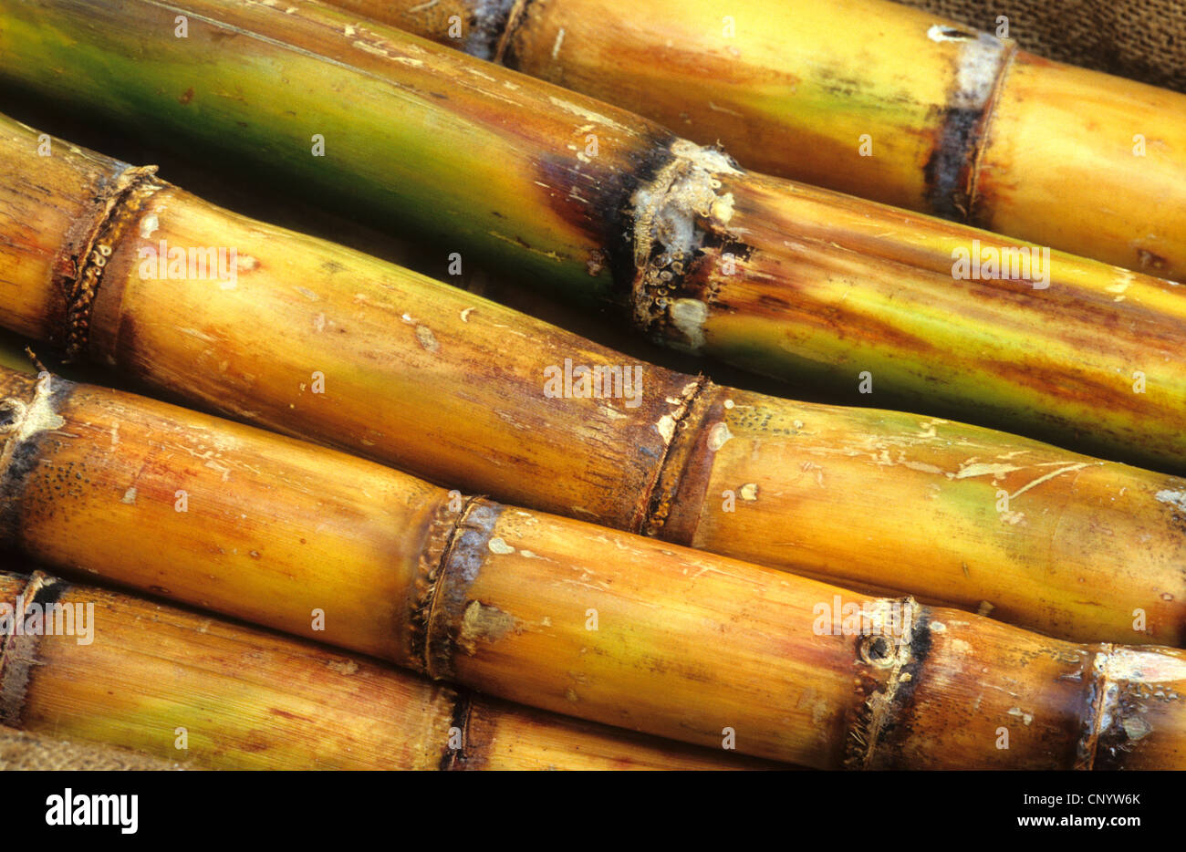 sugar cane (Saccharum officinarum), sprouts Stock Photo Alamy