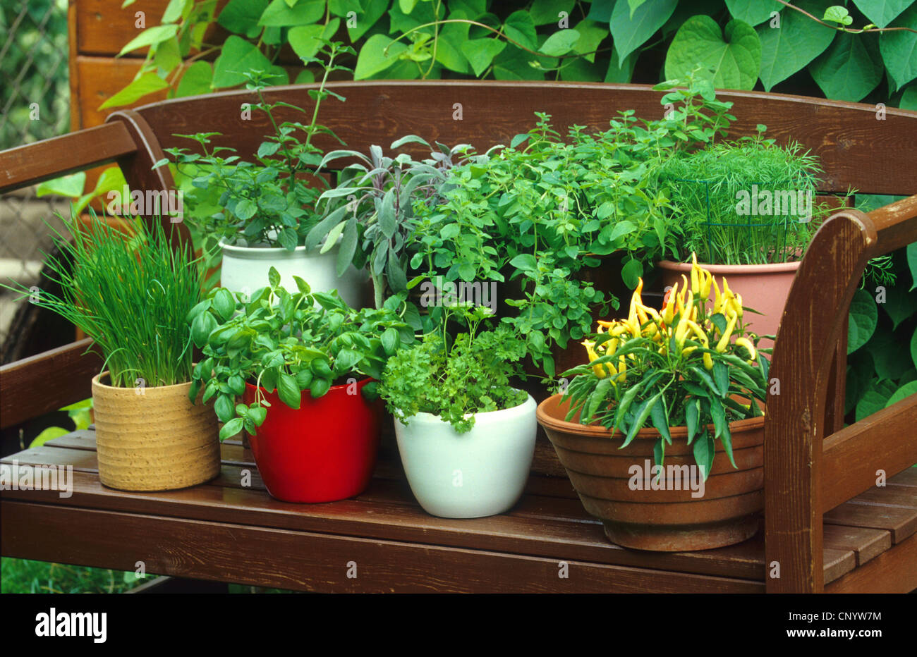 common sage, kitchen sage (Salvia officinalis), different herbs on a garden bench, Germany Stock Photo