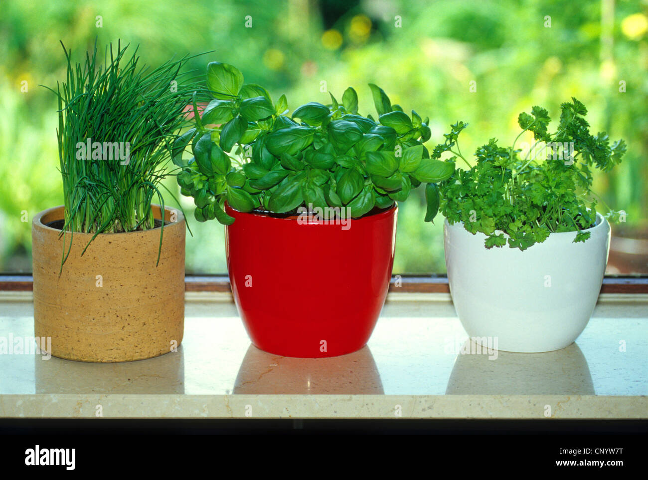 chives, sweet basil and parsley on a window-sill Stock Photo