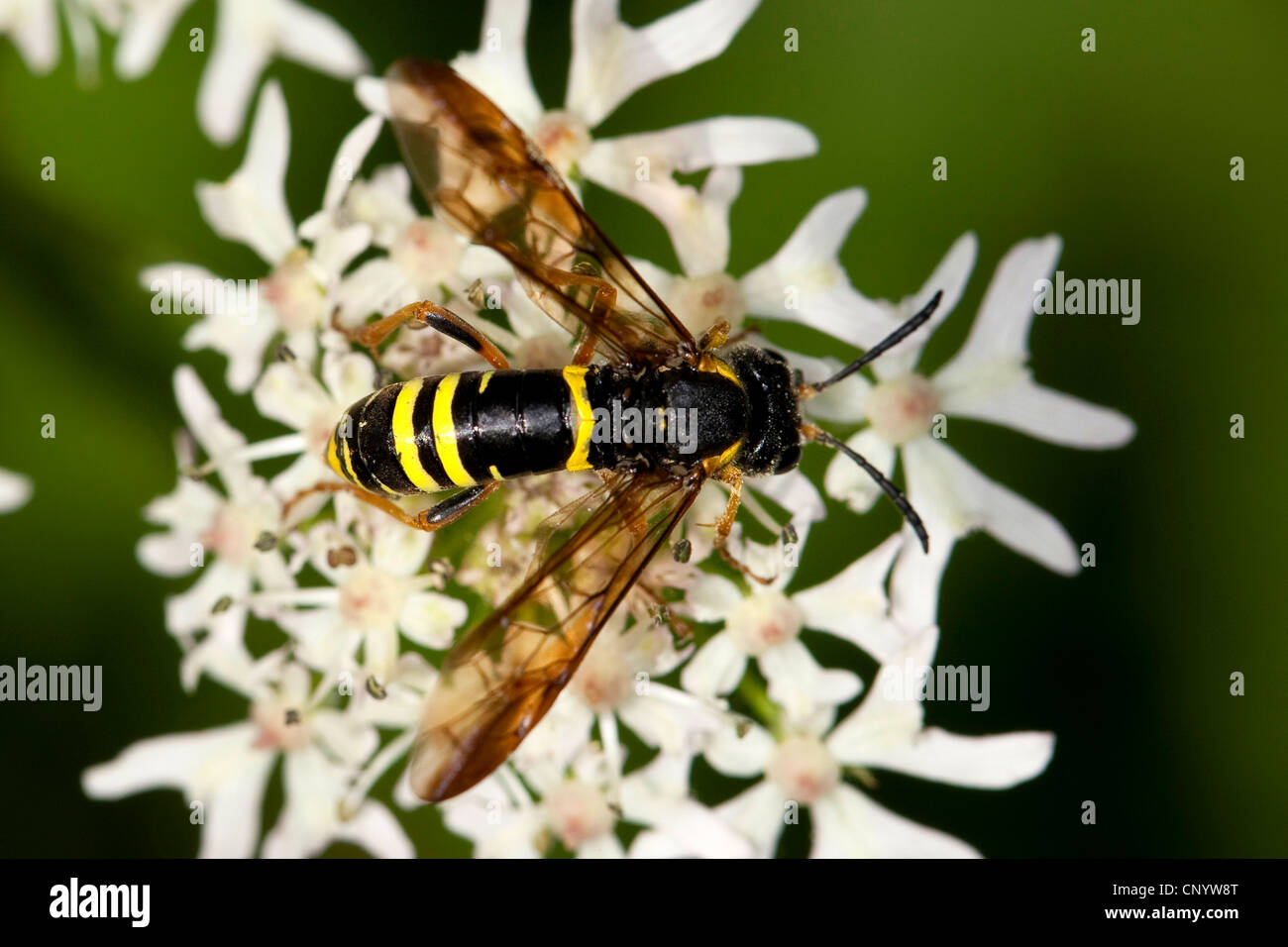 sawfly (Tenthredo spec), sitting on white flowers, Germany Stock Photo