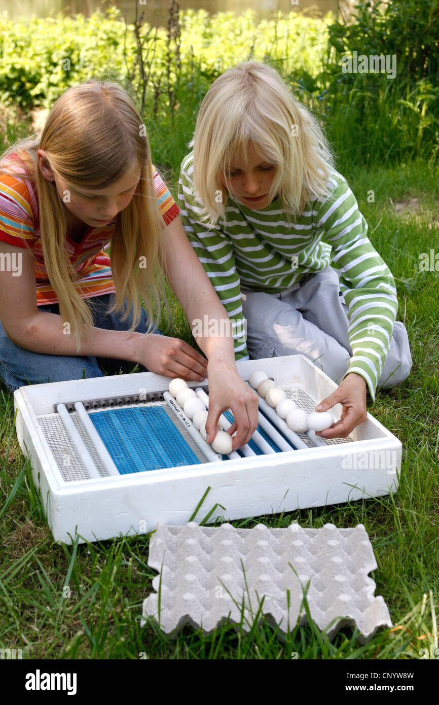 two children sorting hen's eggs into breeder, Germany Stock Photo