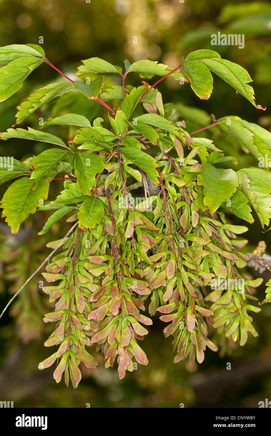 Vine-leafed Maple, Vineleaf Maple (Acer cissifolium), infrutescences Stock Photo