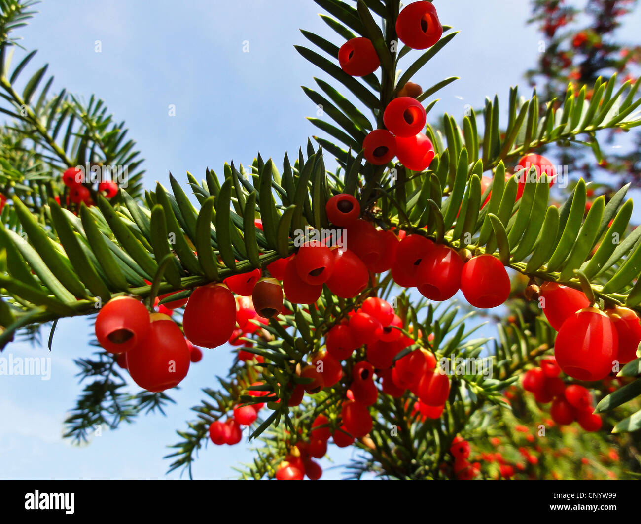 common yew (Taxus baccata), with red seeds on a branch, Germany Stock Photo