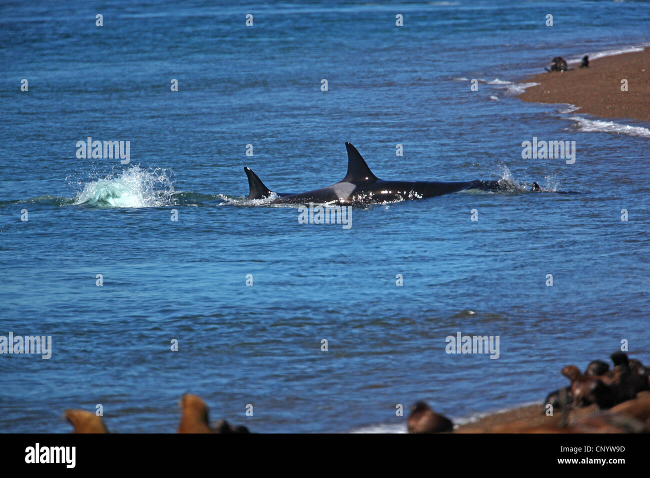 orca, great killer whale, grampus (Orcinus orca), attack on South-American Sea-Lion-Pup, Argentina, Peninsula Valdes Stock Photo
