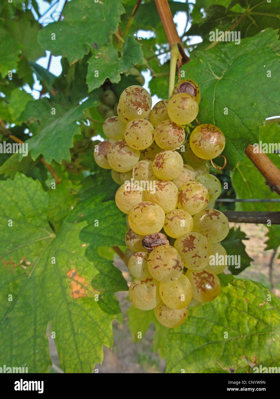 green grapes at a grapevine, Austria, Burgenland Stock Photo