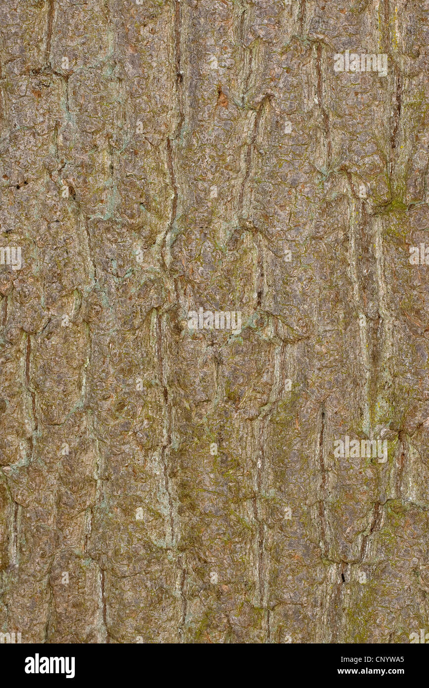 common ash, European ash (Fraxinus excelsior), bark Stock Photo