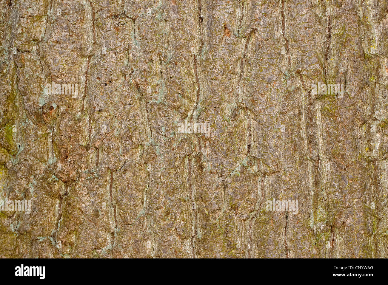 common ash, European ash (Fraxinus excelsior), bark Stock Photo