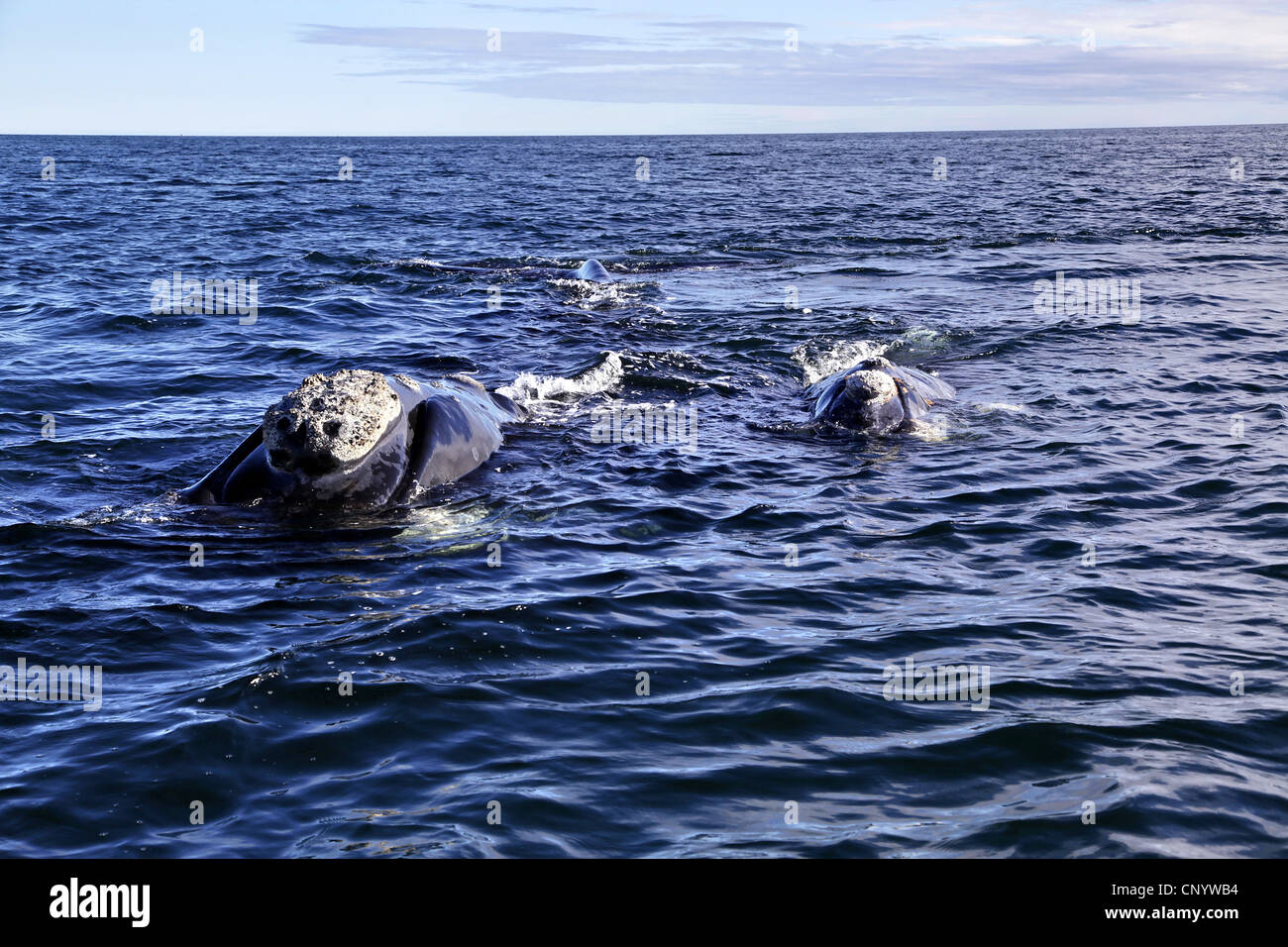 southern right whale (Eubalaena australis, Balaena glacialis australis), in the sea, Argentina, Peninsula Valdes Stock Photo
