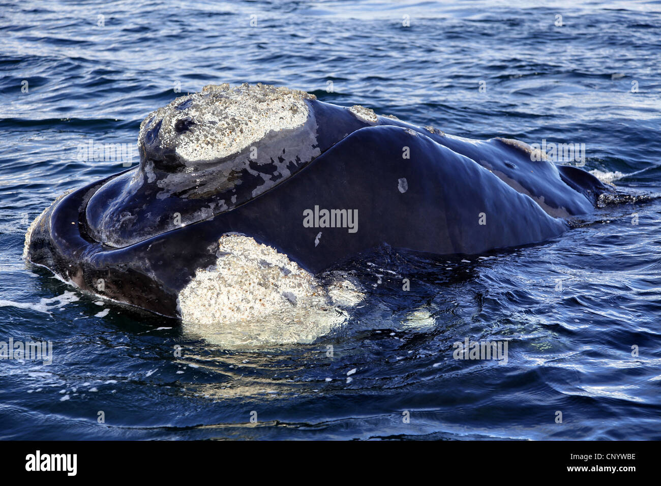 southern right whale (Eubalaena australis, Balaena glacialis australis), in Atlantik sea, Argentina, Peninsula Valdes Stock Photo