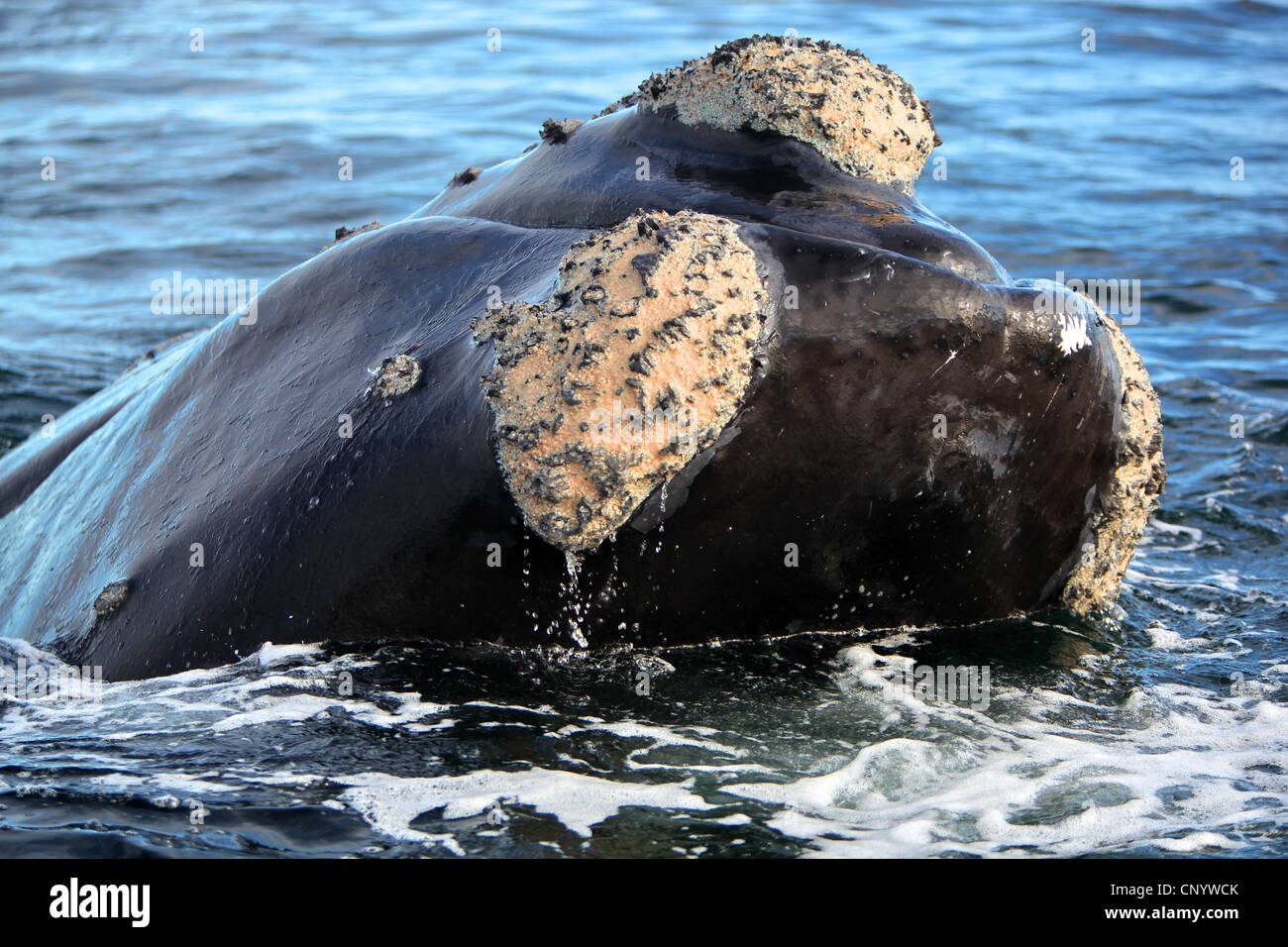 southern right whale (Eubalaena australis, Balaena glacialis australis), in Atlantik sea, Argentina, Peninsula Valdes Stock Photo