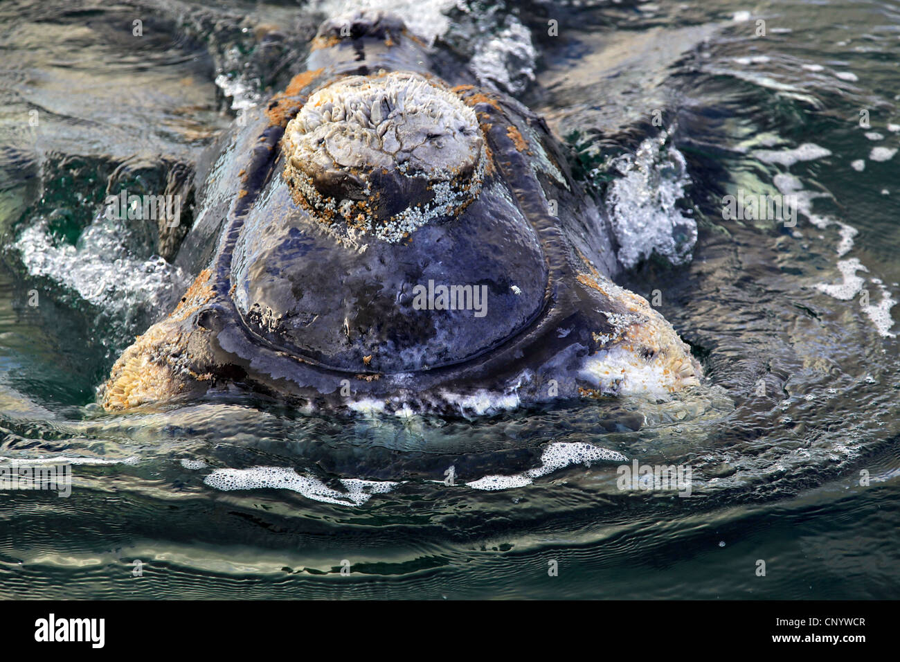 southern right whale (Eubalaena australis, Balaena glacialis australis), in Atlantik sea, Argentina, Peninsula Valdes Stock Photo