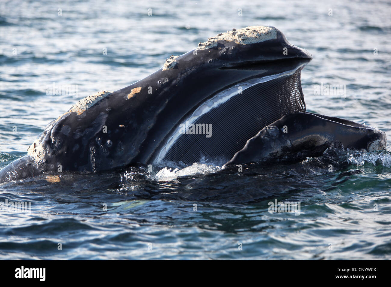 southern right whale (Eubalaena australis, Balaena glacialis australis), in Atlantik sea with open mouth, Argentina, Peninsula Valdes Stock Photo