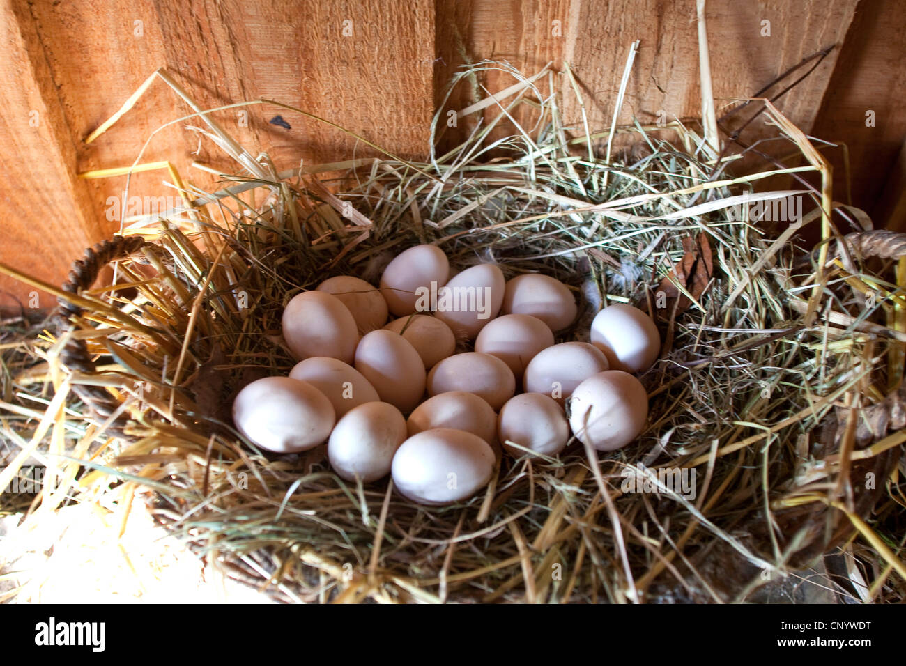 hen' eggs in a nest, Germany Stock Photo