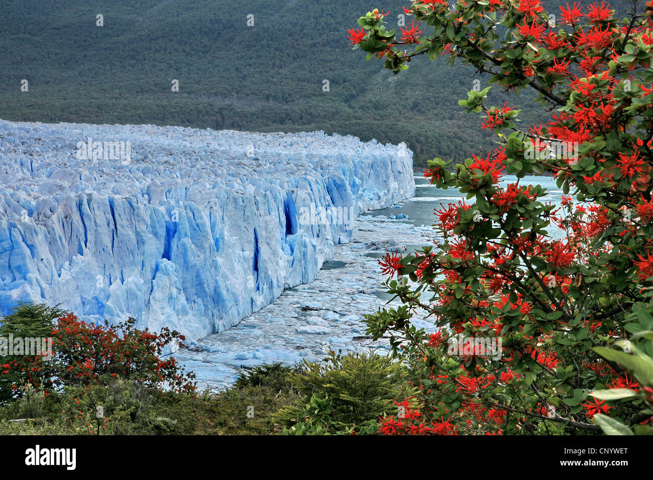 Perito Moreno Glacier, Argentina, Los Glaciares National Park Stock Photo