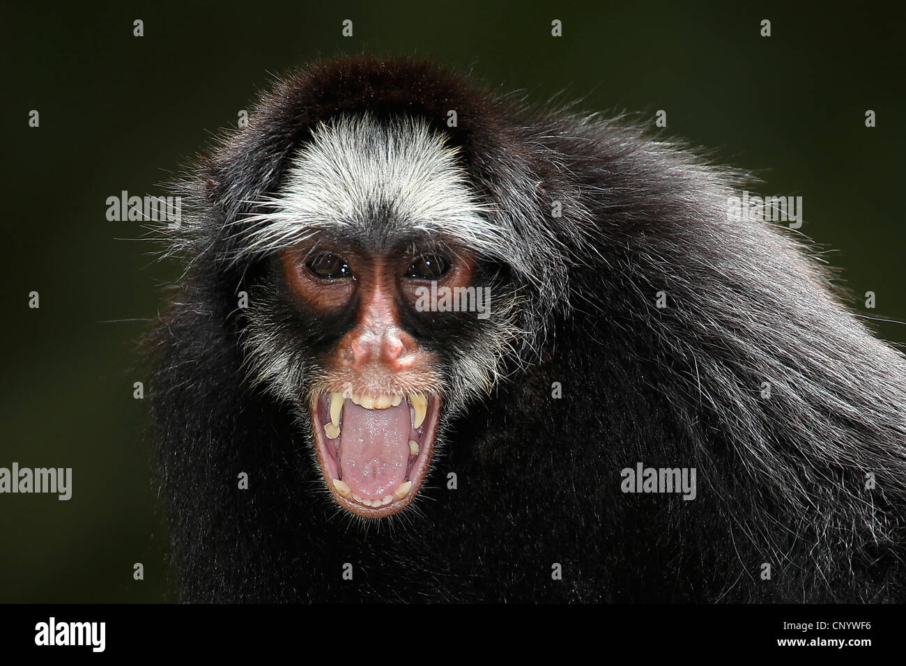 White-wiskered spider monkey (Ateles marginatus), roaring, Brazil, Para Stock Photo