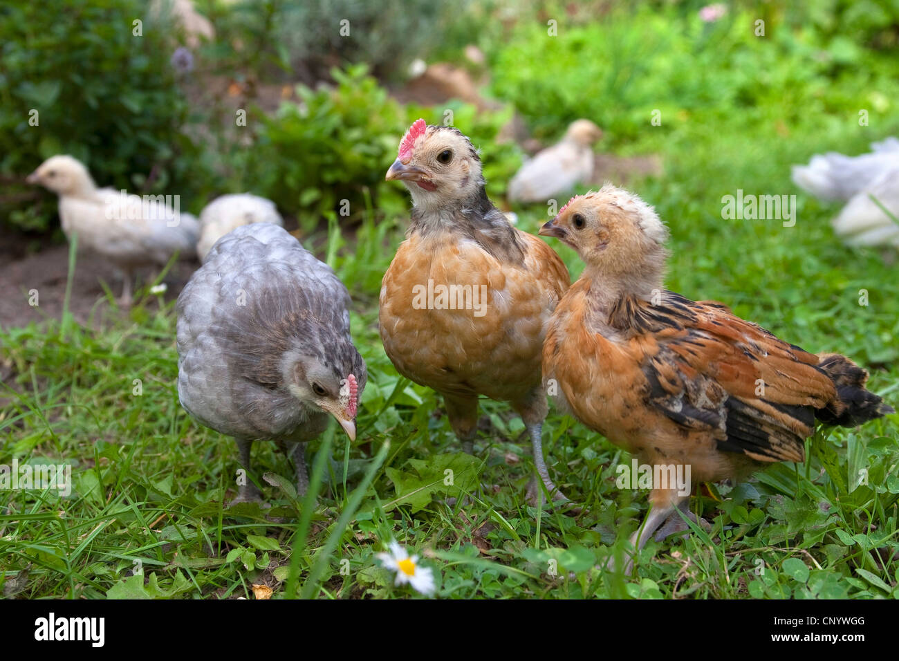 domestic fowl (Gallus gallus f. domestica), chicks in a meadow, Germany Stock Photo