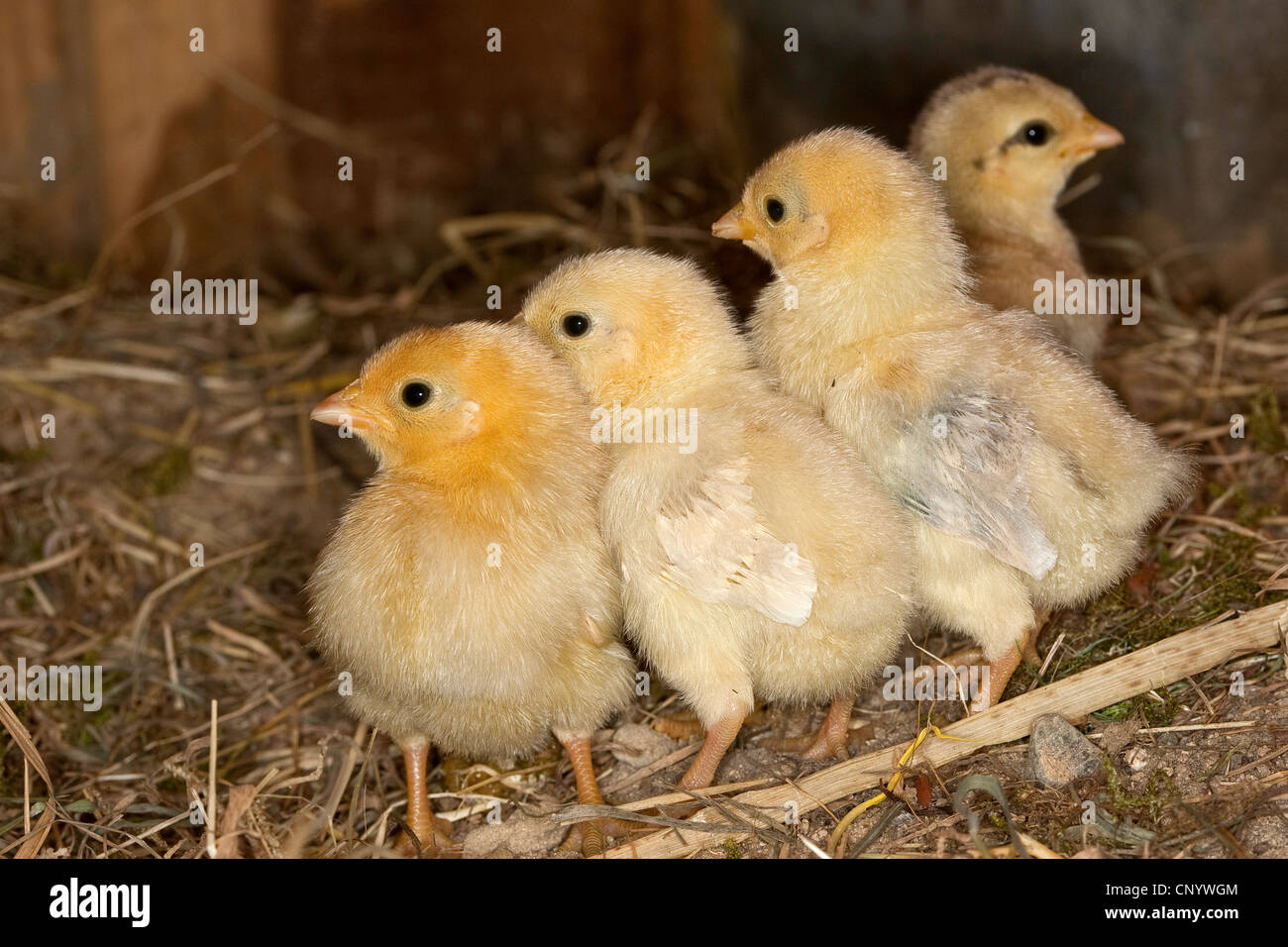 domestic fowl (Gallus gallus f. domestica), chicks in a henhouse, Germany Stock Photo
