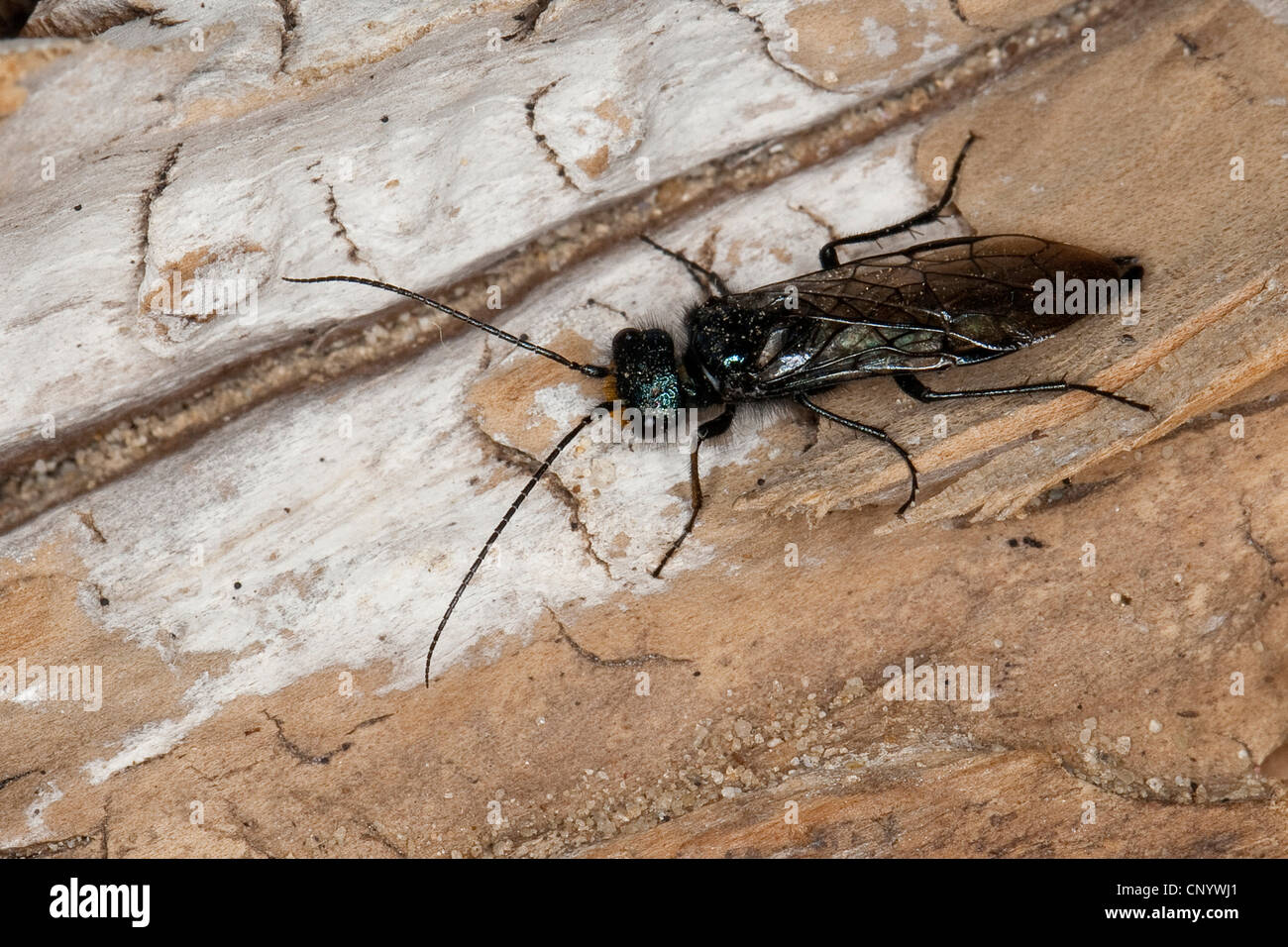 Pine false webworm (Acantholyda erythrocephala, Acantholyda flaviceps), male sitting on bark, Germany Stock Photo