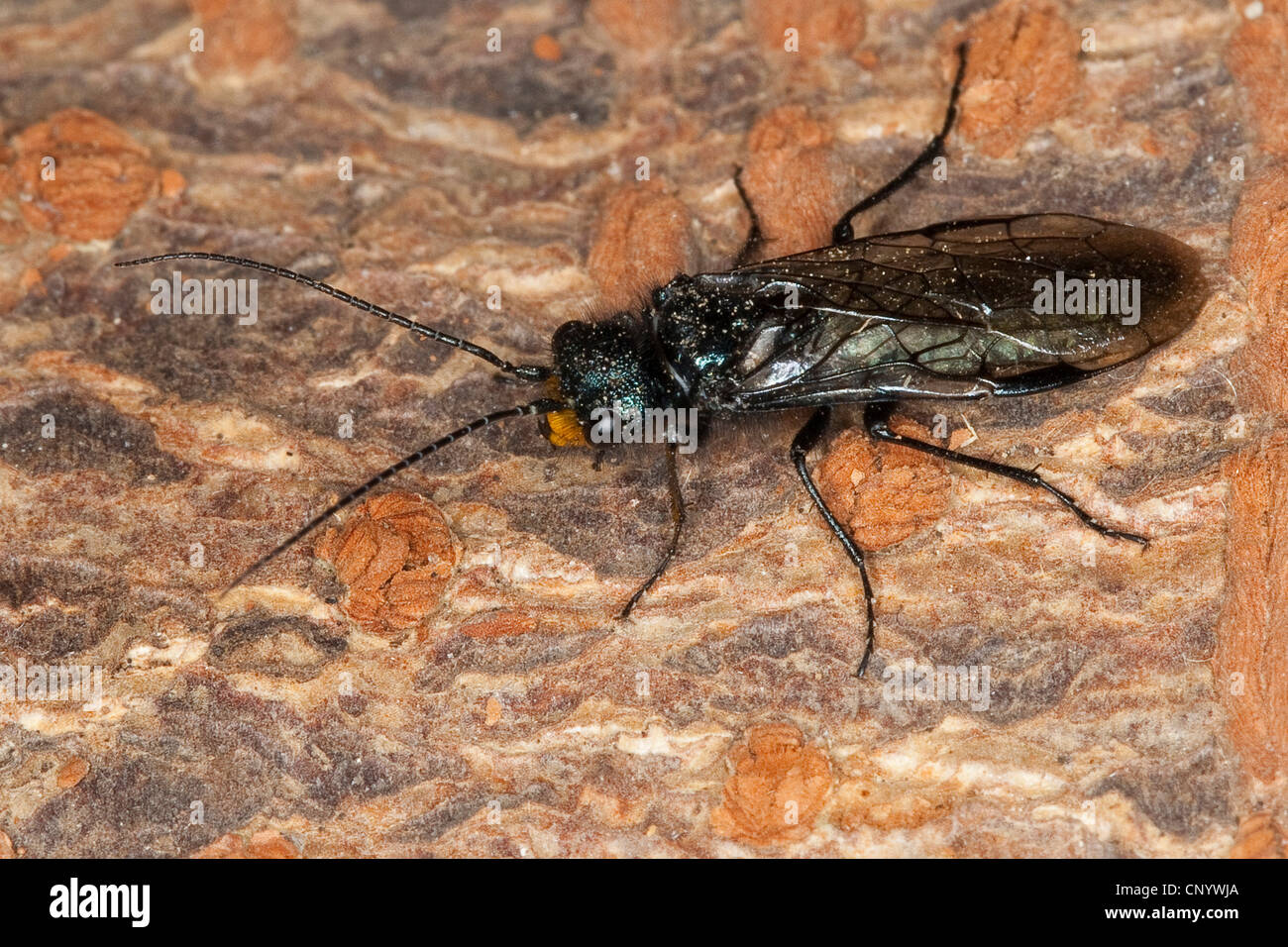 Pine false webworm (Acantholyda erythrocephala, Acantholyda flaviceps), male sitting on bark, Germany Stock Photo