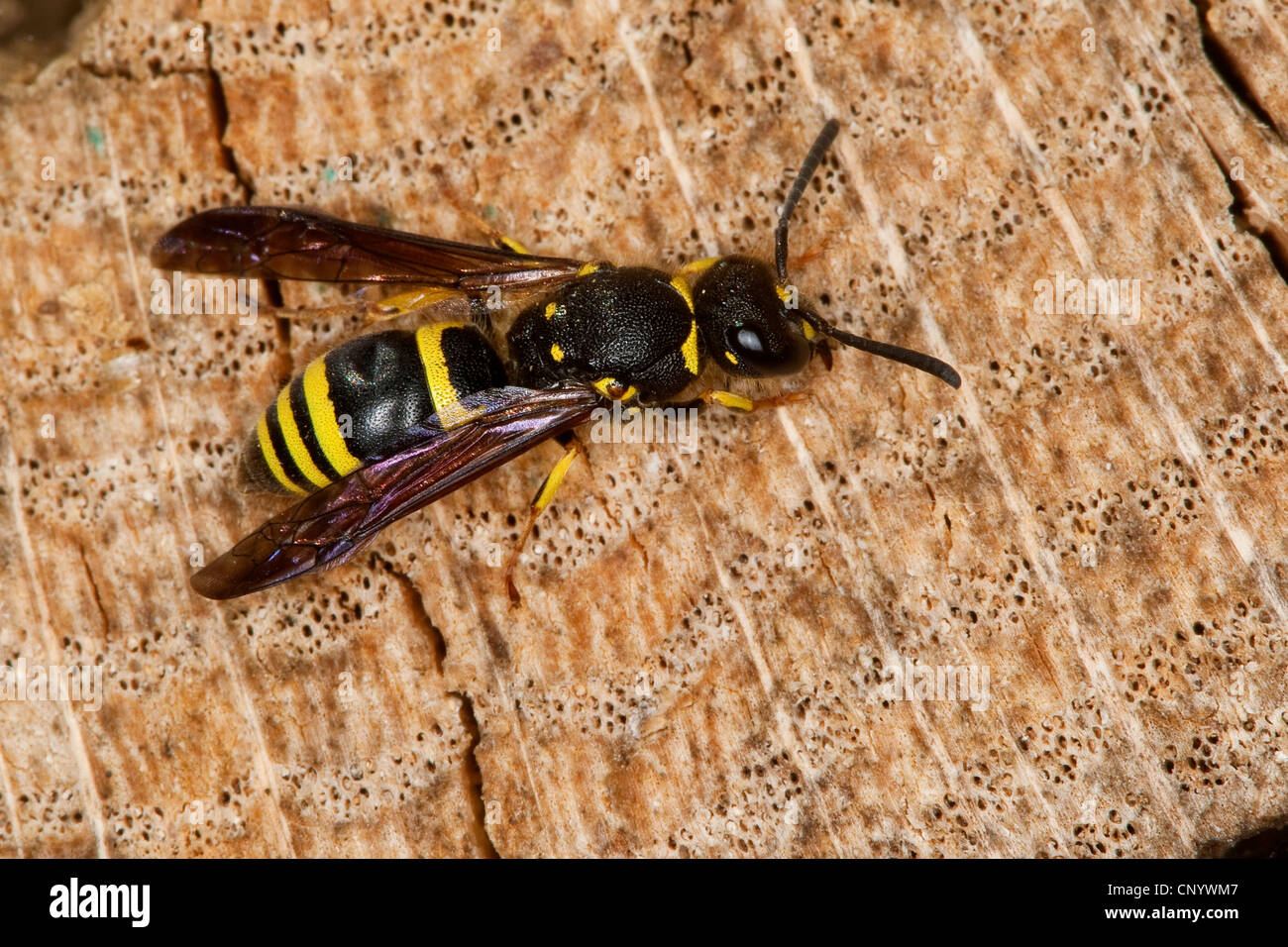 Mason wasp hires stock photography and images Alamy