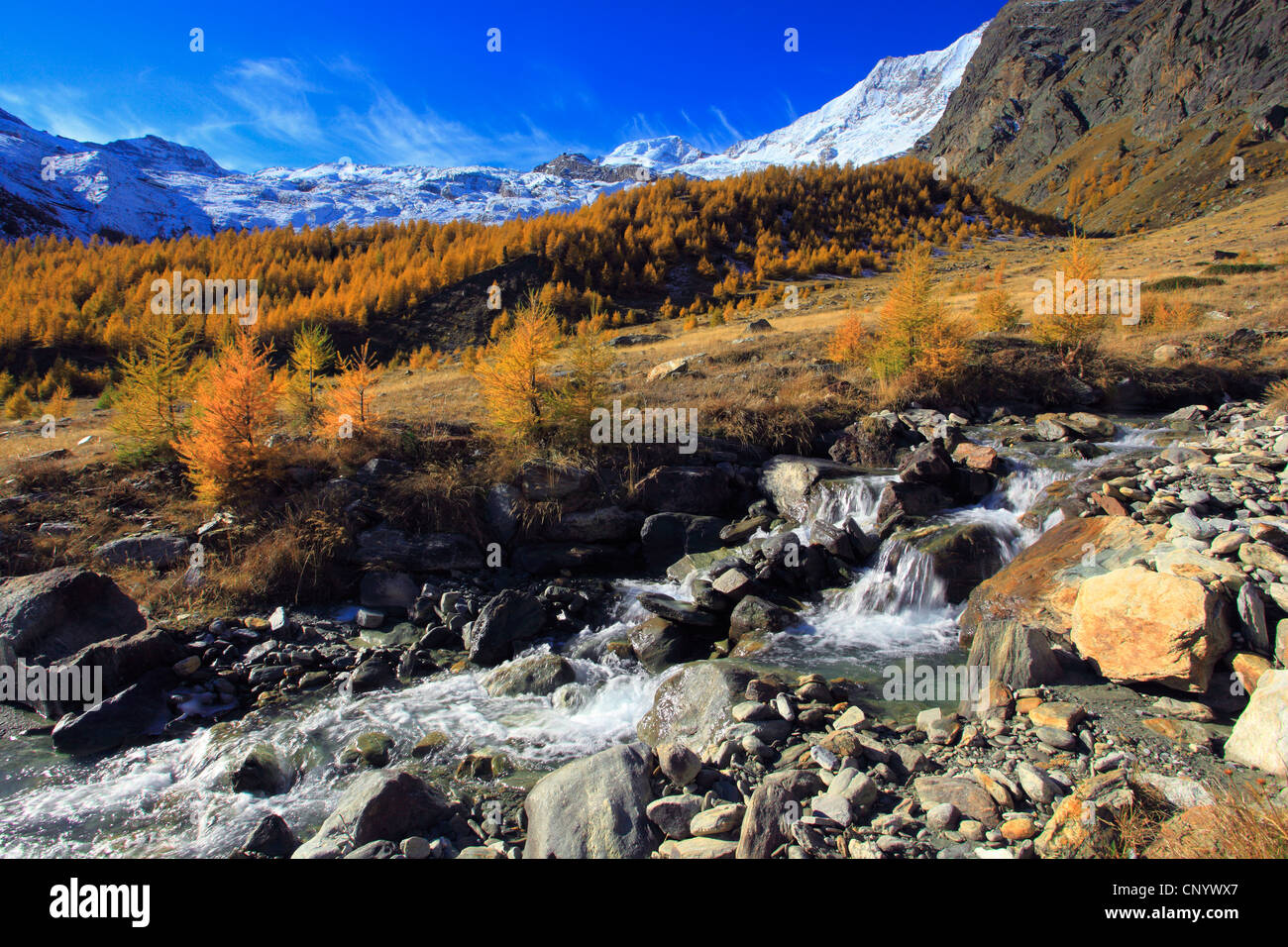 common larch, European larch (Larix decidua, Larix europaea), view through the Saas Valley with mountain brook and larch mountains in autumn colouration in front of snow-covered Mountain range, Switzerland, Valais, Saas Fee Stock Photo