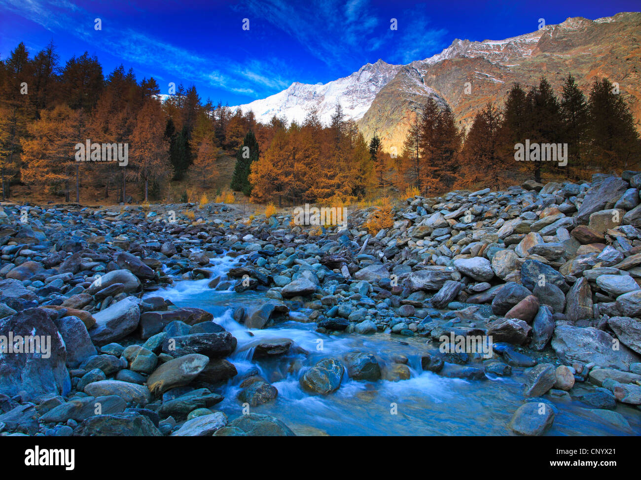 common larch, European larch (Larix decidua, Larix europaea), view through the Saas Valley with mountain brook and larch mountains in autumn colouration in front of snow-covered Mountain range, Switzerland, Valais, Saas Fee Stock Photo