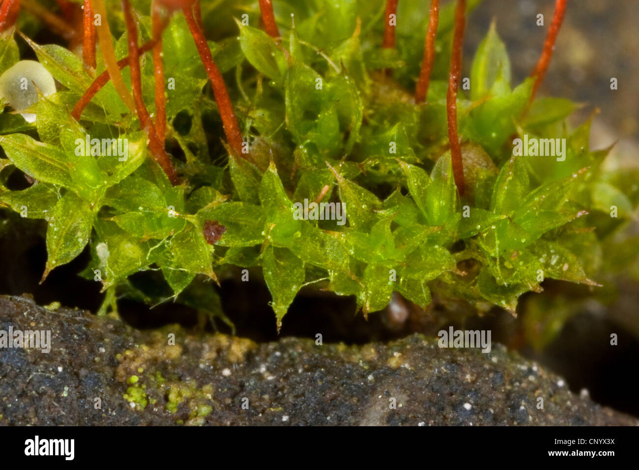 https://www.alamy.com/stock-photo-intermediate-pottia-moss-pottia-intermedia-leaves-germany-47941710.html