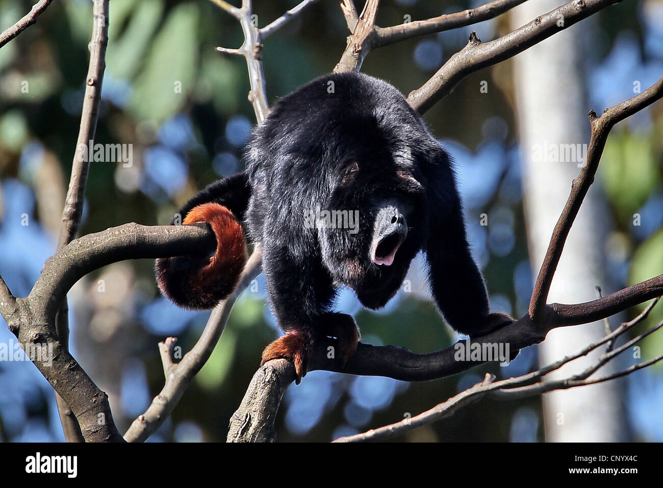 Redhanded Howler Monkey (Alouatta belzebul), sitting on a tree Stock