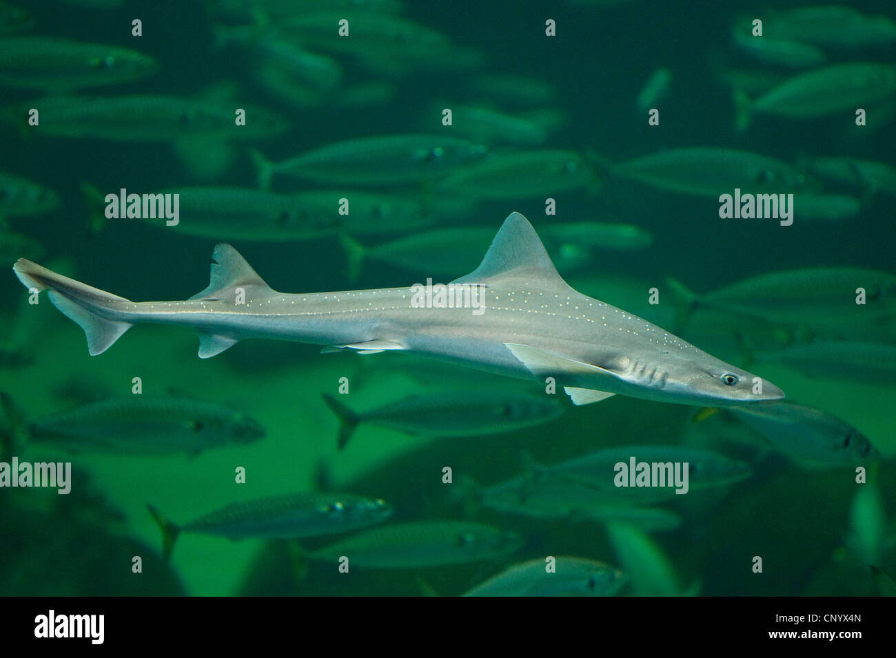 stellate smooth-hound, starry smooth-hound (Mustelus asterias), swimming in front of a fish school Stock Photo