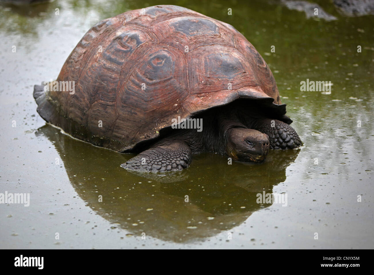 Galapagos giant tortoise (Testudo elephantopus porteri, Geochelone elephantopus porteri, Chelonoides elephantopus porteri), in water, Ecuador, Galapagos Islands Stock Photo