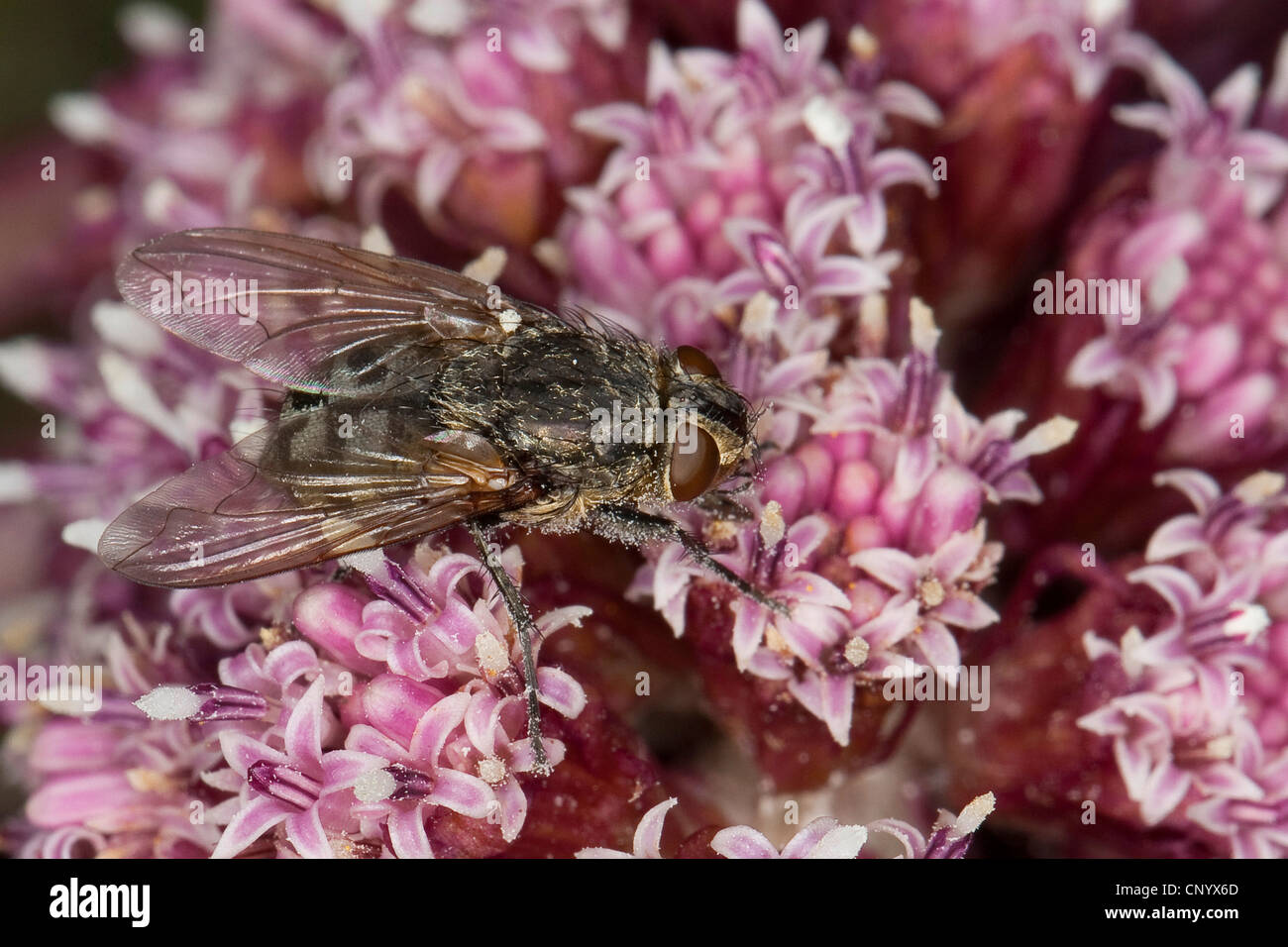 Cluster flies, Blowfly (Pollenia spec. ), sittin on butterburr, Germany Stock Photo