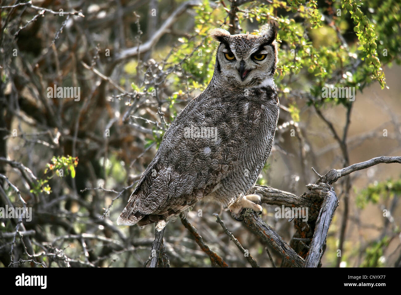 Lesser Horned Owl, Magellanic Horned Owl  (Bubo magellanicus), sitting on a branch, Chile, Patagonia Stock Photo