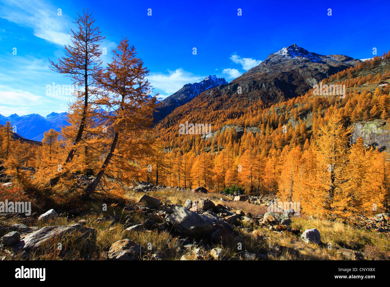 Larix Fall Larches larix with autumn colouring hi-res stock photography and images ...