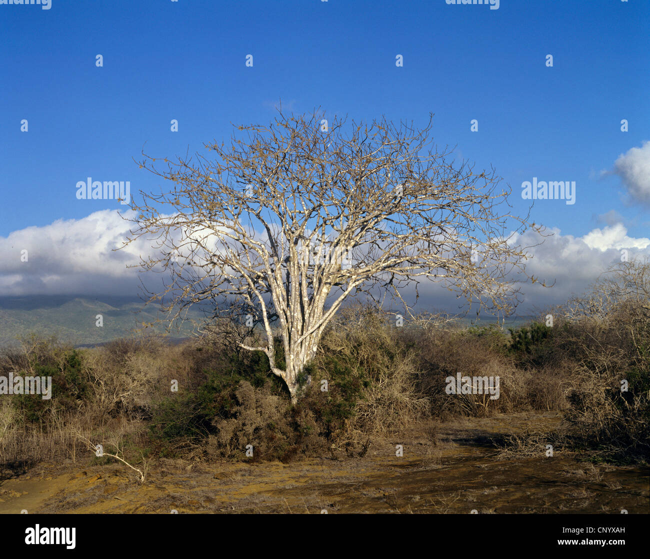 Palo Santo, Palo Santo Tree (Bursera graveolens), single tree, Ecuador, Galapagos Islands Stock Photo