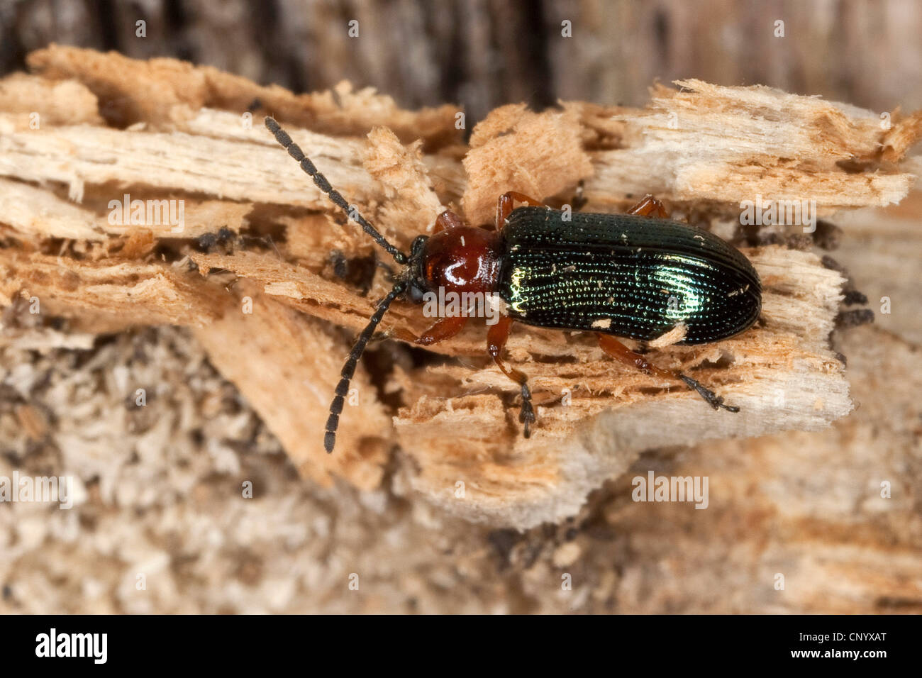 cereal leaf beetle, oat leaf beetle, barley leaf beetle (Oulema melanopus, Lema melanopus), on deadwood Stock Photo