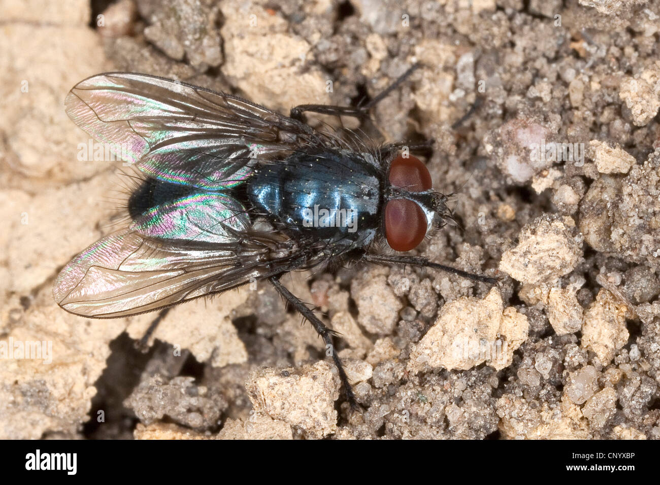 Blowfly, Bluebottles, Bluebottle blowfly, Bluebottle (Melinda cf. viridicyanea), male, Germany Stock Photo