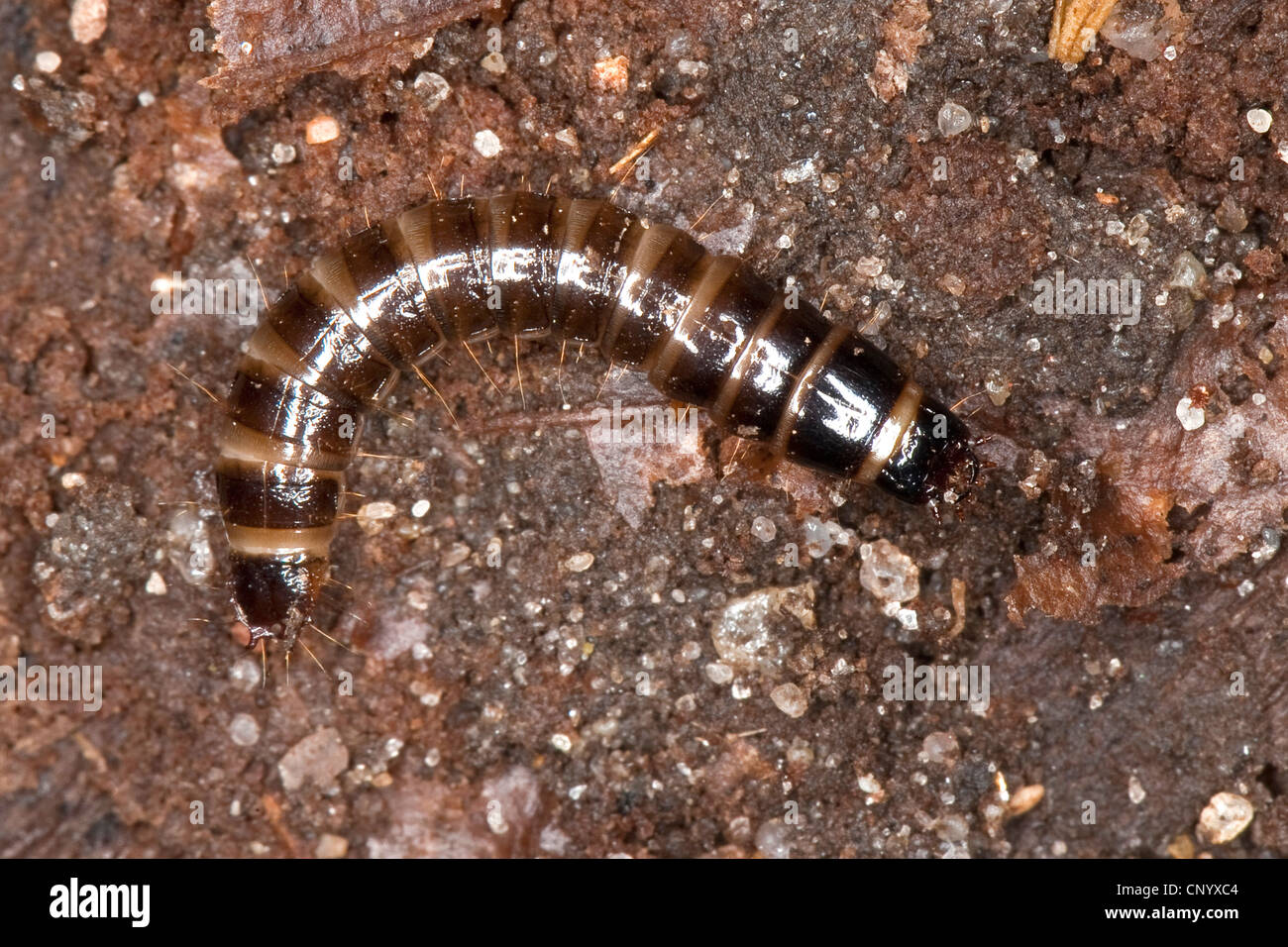 Click beetle, Click beetles (Denticollis cf. linearis), larva, Germany Stock Photo
