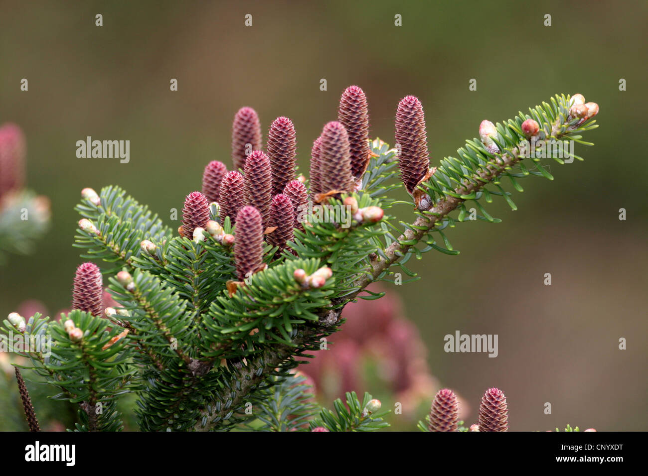 Korean fir (Abies koreana), branch with young cones, Germany, North Rhine-Westphalia Stock Photo