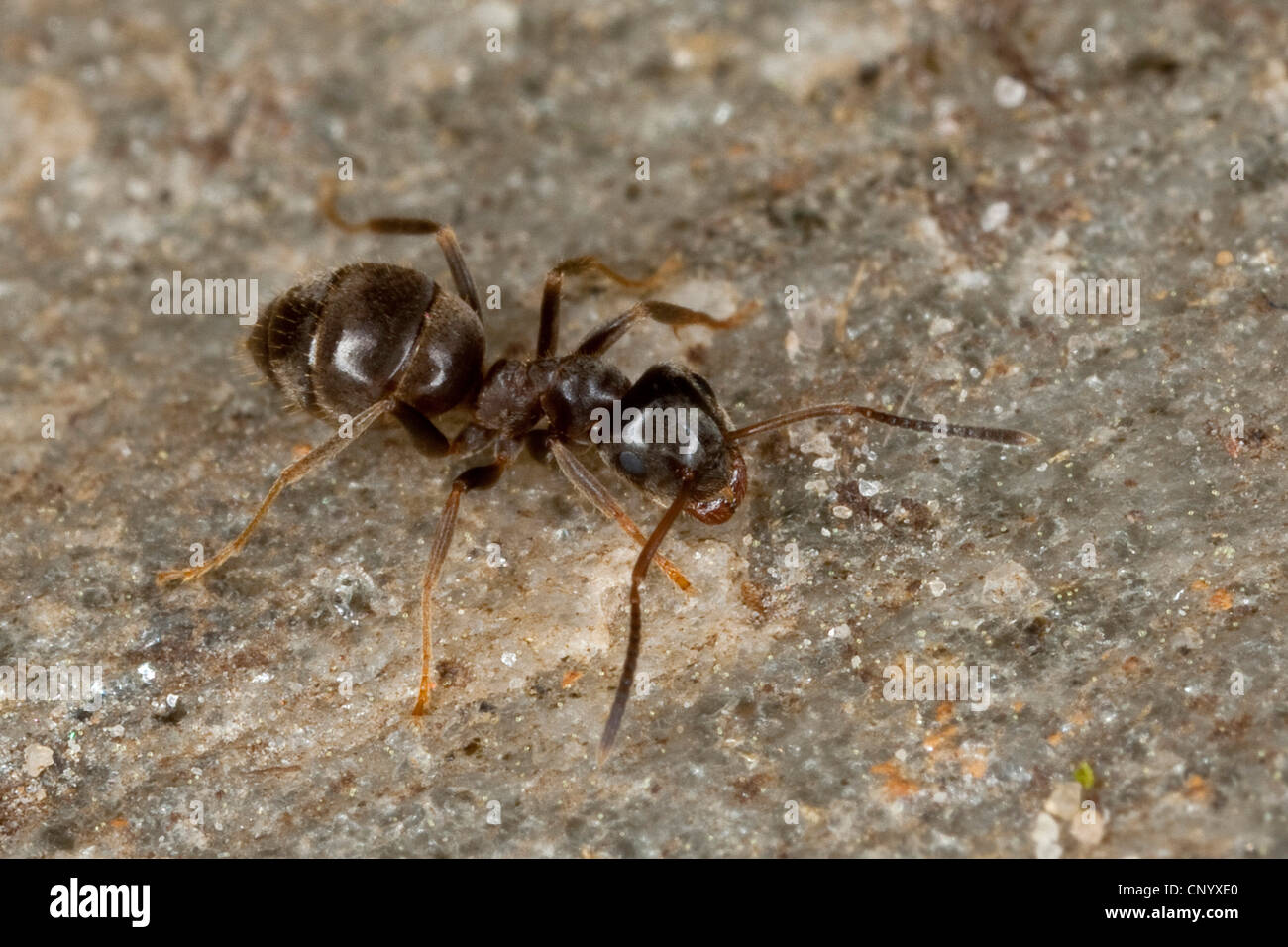 black ant, common black ant, garden ant (Lasius niger), on stone ground, Germany Stock Photo
