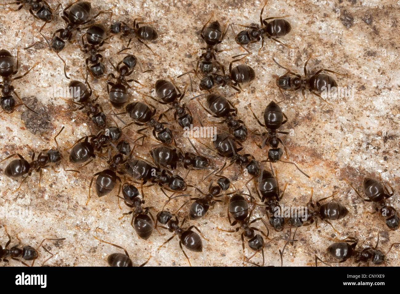 black ant, common black ant, garden ant (Lasius niger), lots of animals on stone ground, Germany Stock Photo