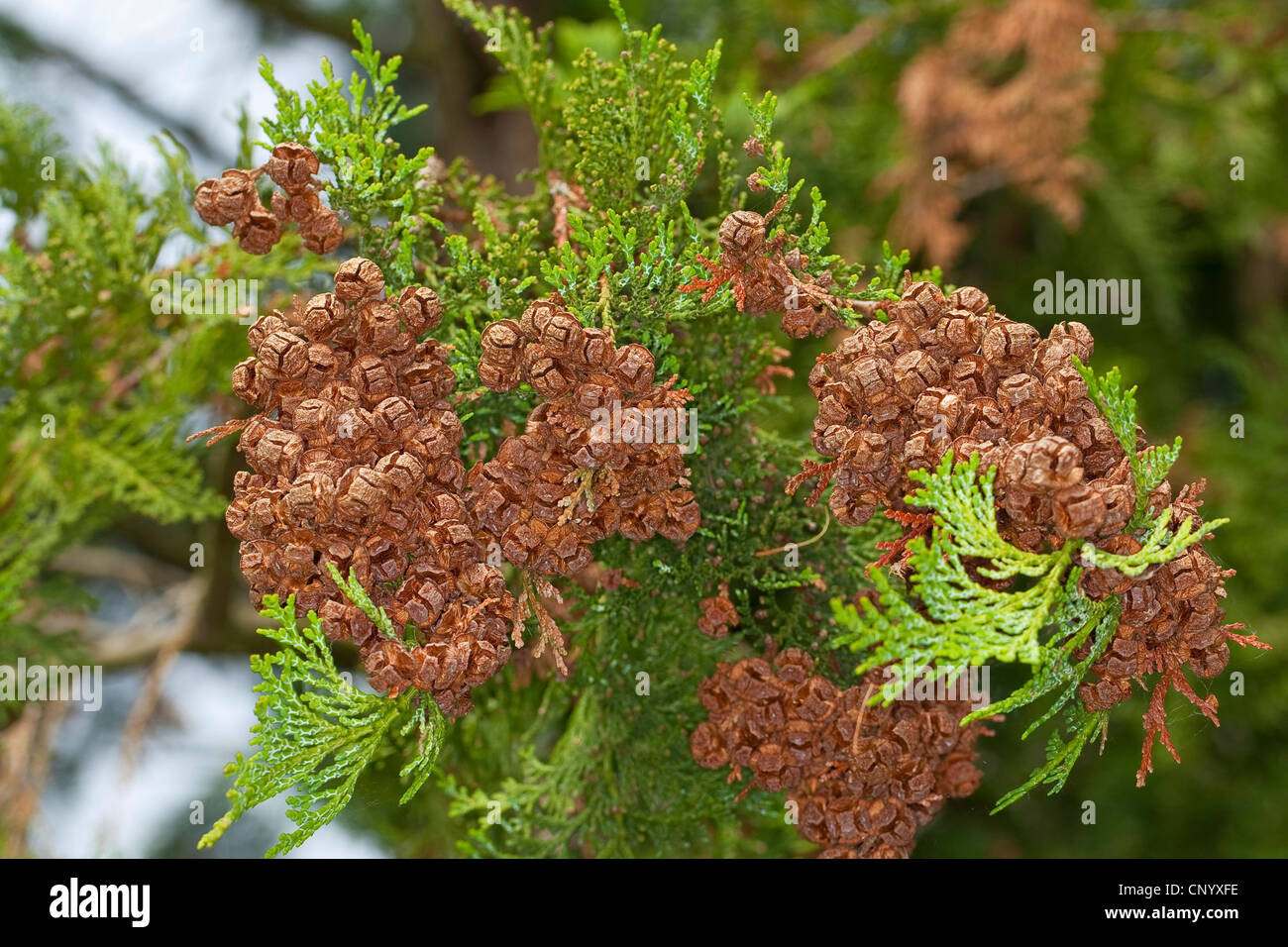 Japanese cypress, Hinoki cypress, Hinoki (Chamaecyparis obtusa), branch with cones Stock Photo