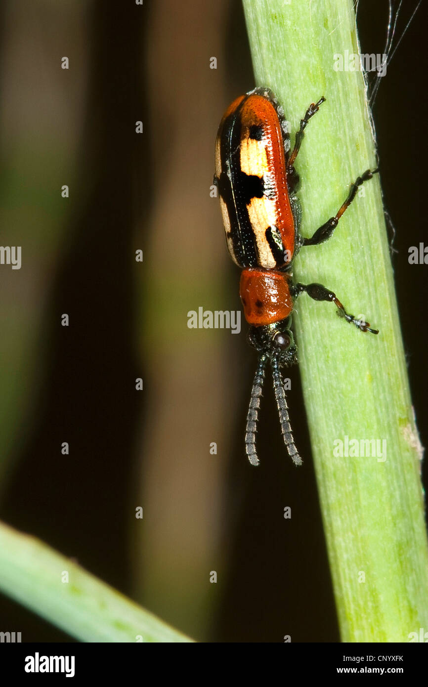 Asparagus beetle hires stock photography and images Alamy