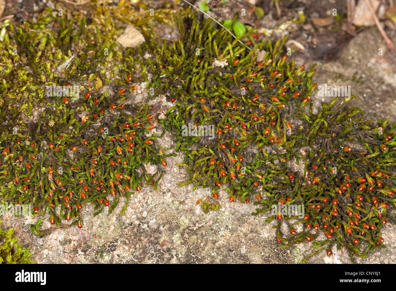 Schistidium moss (Schistidium apocarpum agg. ), growing on a stone wall, Germany Stock Photo