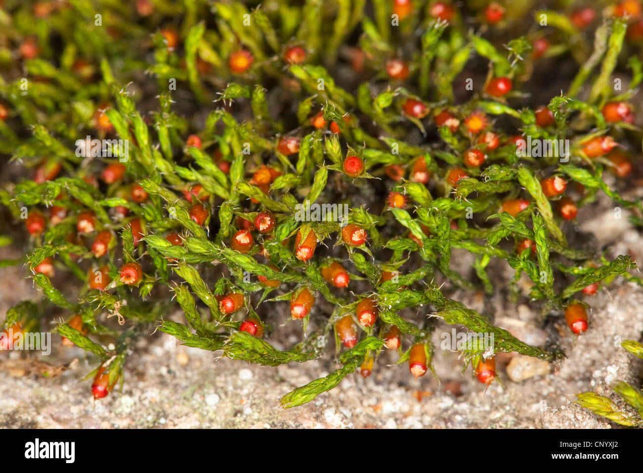 Schistidium moss (Schistidium apocarpum agg. ), growing on a stone wall, Germany Stock Photo