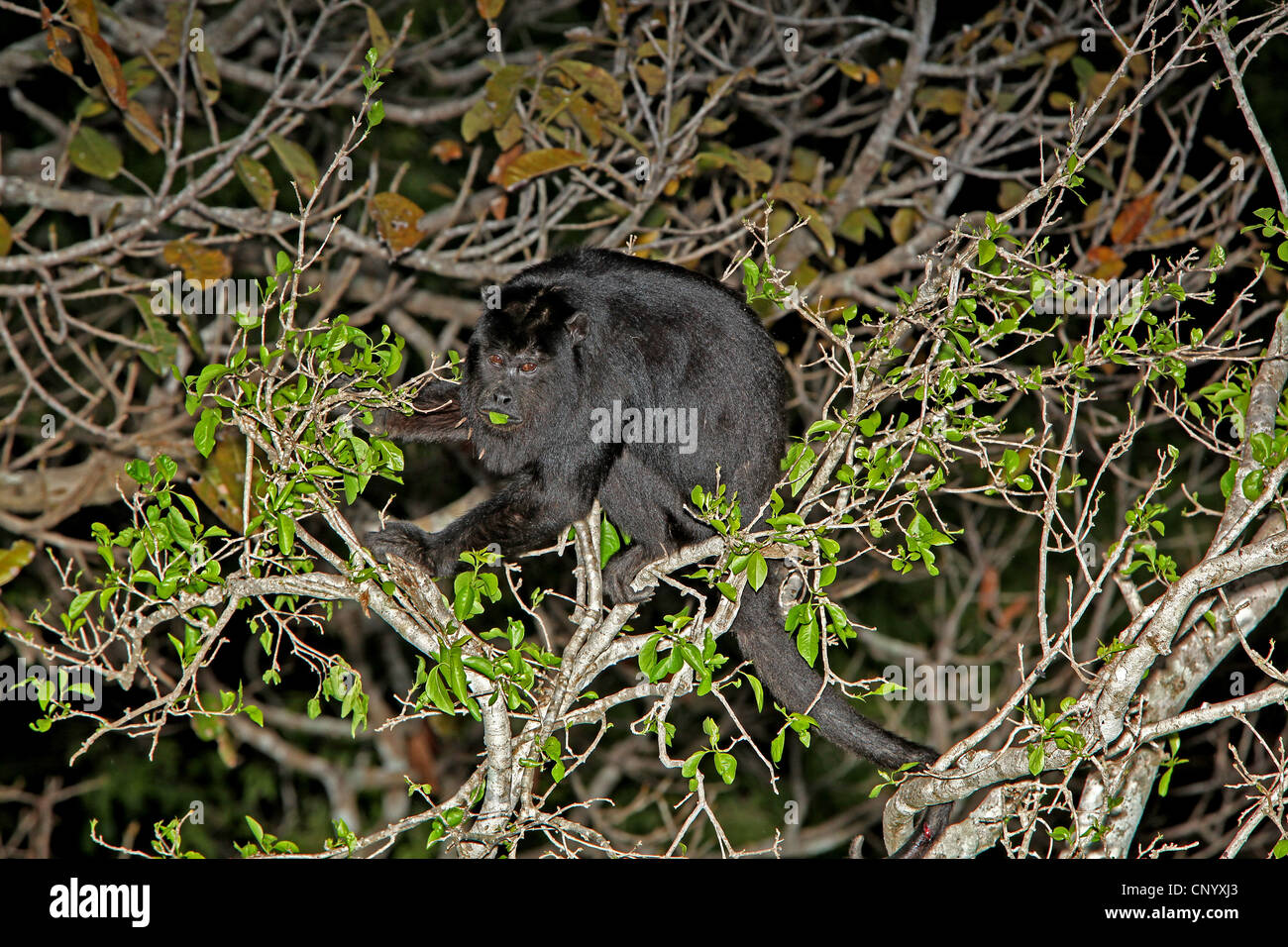 Black Howler Monkey (Alouatta caraya), male on a tree feeding, Brazil, Pantanal Stock Photo
