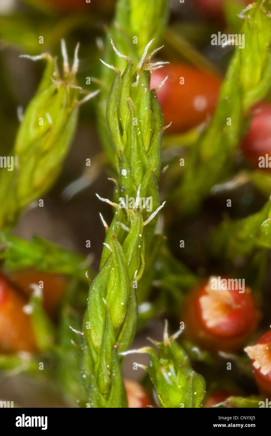 Schistidium moss (Schistidium apocarpum agg. ), sprouts, Germany Stock Photo