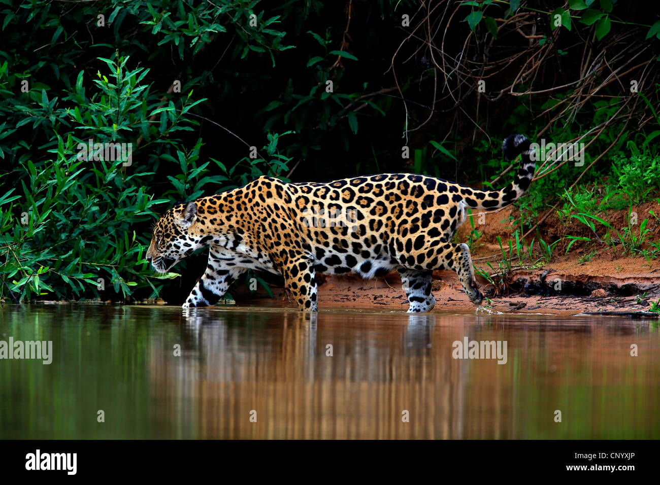 jaguar (Panthera onca), walking in water, Brazil, Pantanal Stock Photo