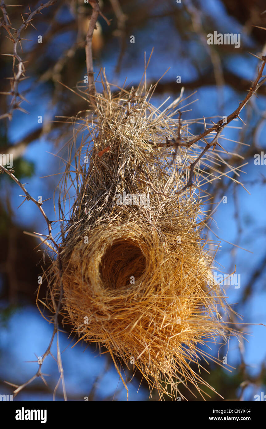 Which birds make hanging nests hires stock photography and images Alamy