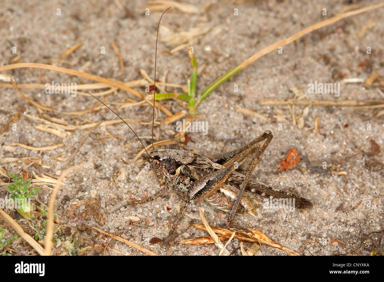Western bushcricket, Grey Bush Cricket, Grey Bush-Cricket (Platycleis albopunctata, Platycleis denticulata), male well camouflaged on sand ground Stock Photo