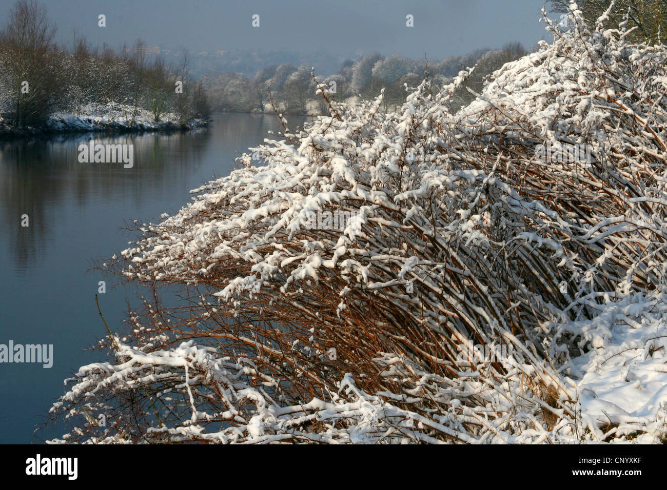 Japanese Knotweed (Fallopia japonica, Reynoutria japonica), snow on the dead sprouts at Ruhr river in winter, Germany, North Rhine-Westphalia, Ruhr Area, Essen Stock Photo